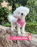 Custom Pink Dog Harness with Name and Leash