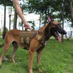 ICEFANG Tactical Dog Harness with ID Patch Panel