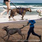 Heavy Duty No Pull Dog Harness for Large Dogs