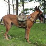 ICEFANG Tactical Dog Harness with ID Patch Panel