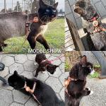 Escape-Proof Cat Harness and Leash Set