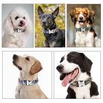 Personalized Dog Collar with Engraved ID Tag