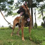 ICEFANG Tactical Dog Harness with ID Patch Panel