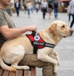 Service Dog Vest Harness with ID Pocket