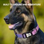 Personalized Reflective Dog Collar with QR Code