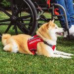 Tuff Pupper Service Dog Vest for Small Dogs