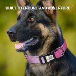 Personalized Reflective Dog Collar with QR Code