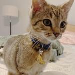 Personalized Stainless Steel Pet ID Tags - Small