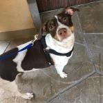 PUPTECK Soft Adjustable No Pull Dog Harness