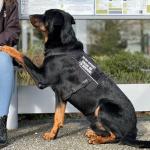 OneTigris Pink Service Dog Vest with Pockets
