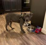 PUPTECK Soft Adjustable No Pull Dog Harness