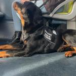 OneTigris Pink Service Dog Vest with Pockets