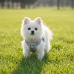 Personalized Dog Harness and Backpack Leash Set