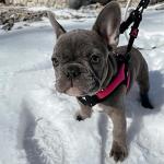 Gooby Escape Free No Pull Harness - Hot Pink