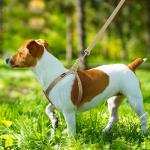 Plutus Eco-Friendly Step-In Dog Harness, Khaki