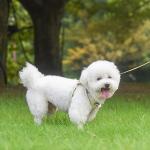 No Pull Dog Harness and Leash Set