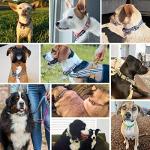 Blueberry Pet Reflective Adjustable Dog Collar