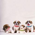 15 Color Adjustable Puppy ID Collars Set