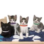 15 Color Adjustable Puppy ID Collars Set