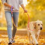 Hands-Free Dog Leash with Dual Handles