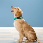 Teal Reflective Dog Collar for Medium Dogs