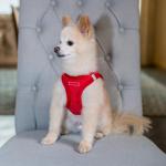 Soft Step-in Dog Harness with Reflective Leash Combo