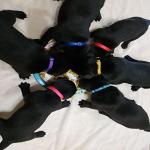 Adjustable Nylon ID Collars for Puppies - Set of 15