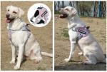 Personalized No-Pull Dog Harness with Custom Patches