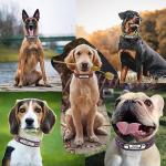 Custom Engraved Leather Dog Collar with Nameplate