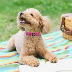 Reflective Soft Neoprene Dog Collar with ID Tag