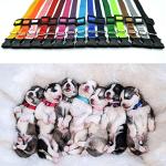 Adjustable Nylon ID Collars for Puppies - Set of 15