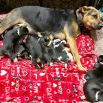 Adjustable Nylon ID Collars for Puppies - Set of 15