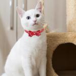 Christmas Collar and Leash Set for Pets