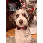 Christmas Plaid Dog Collar with Bowtie Adjustable