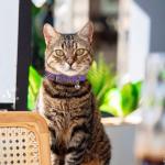 12-Color Adjustable Puppy ID Collars with Bells