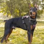 Personalized No-Pull Dog Harness with Custom Patches