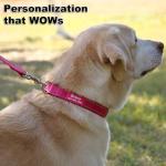 Custom Reflective Dog Collars with Name & Number