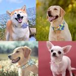 Custom Daisy Dog Collar and Leash Set for Pets