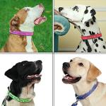 Custom Embroidered Dog Collar with Name & Number