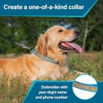 Personalized Reflective Dog Collar with Name & Phone