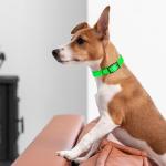 Waterproof Biothane Dog Collar in Tropical Green