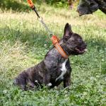 Waterproof Adjustable Martingale Dog Collar with Reflective Strip