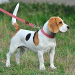 Hot Pink Cotton Hemp Dog Collar and Leash Set