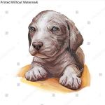 Catahoula Cur Puppy Hand-Drawn Wall Art Print