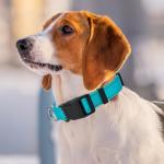 Personalized Reflective Dog Collar with Custom Name