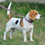 Hemp Dog Collar and Leash Set in Lavender
