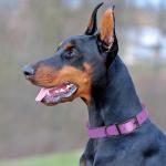 Waterproof Biothane Dog Collar in Amethyst Purple