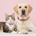 QR Code Cat Tag with Online Profile Access