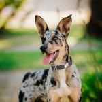 Waterproof Biothane Dog Collar with Quick Release