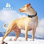 Comfortable Dog Collar with Dual D-Ring and ID Tag